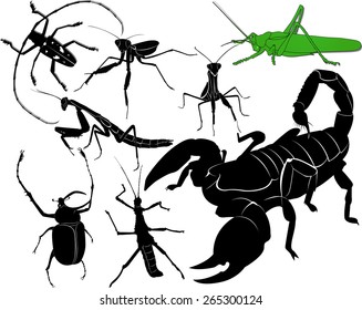 set of insects isolated on white background