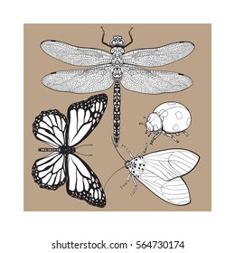 Set of insects like dragonfly, butterfly, ladybird and moth, sketch style vector illustration isolated on brown background. realistic hand drawing of dragonfly, butterfly, ladybug and moth