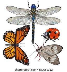 Set of insects like dragonfly, butterfly, ladybird and moth, sketch style vector illustration isolated on white background.