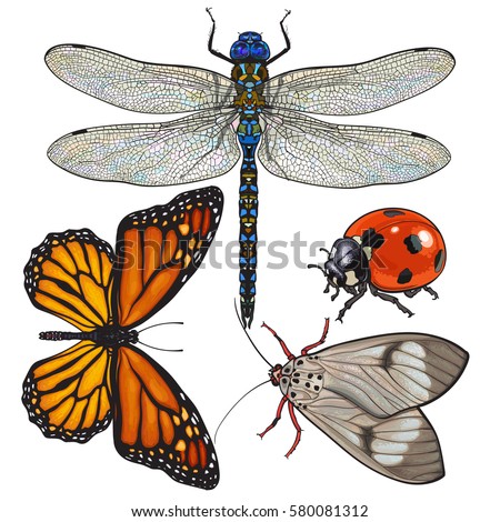 Set of insects like dragonfly, butterfly, ladybird and moth, sketch style vector illustration isolated on white background.