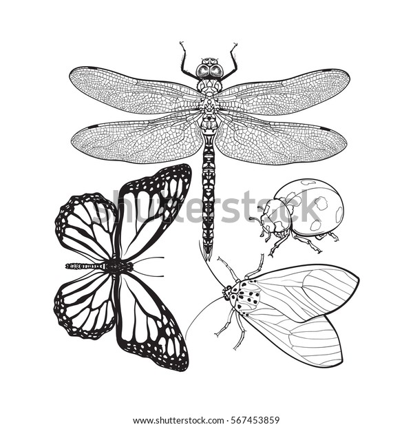 白い背景にトンボ 蝶 ラディバード 蛾などの昆虫のセット スケッチスタイルのベクターイラスト ドラゴンバエ 蝶 ラディブ 蛾の写実的な手描き のベクター画像素材 ロイヤリティフリー