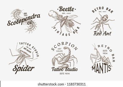 Set of insects logos. Vintage Pets labels for bar or tattoo studio. Bugs Beetles Scorpion Spider Ant Mantis Bee Scolopendra. emblems badges, t-shirt typography. Engraved Vector illustration.