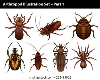 Set of insects on a white background