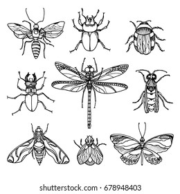 Set of insects on white background. Vector symbol. Elements for your nature design. Pictures isolated and grouped for easy editing Eps.10