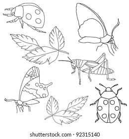 Set of insects on a white background.
