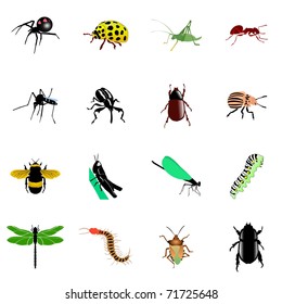 Set of insects. Vector