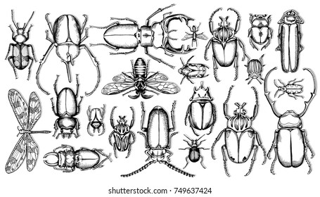 Set of insects. Vector black and white illustration.