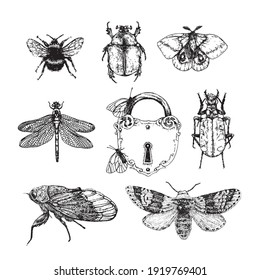 Set insects. Vector linear illustration.