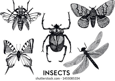 Set of insects in vintage hand drawn style. Macro entomological set. Sketched hand drawn creatures set - Vector