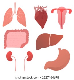 Set of internal human organs, anatomy objects of heart, stomach, heart, lungs, kidneys, liver, utery for medical posters or scientific leafleats in cartoon stylei solated on white background