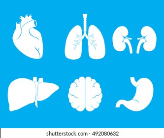 Set of internal human organs icons vector.Flat design