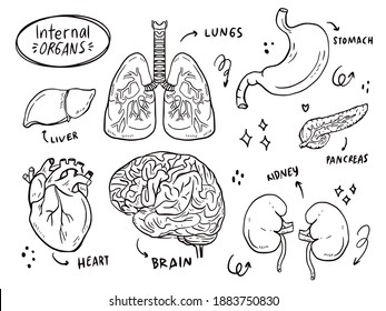 Set of internal organ sketching doodle drawing for health learning