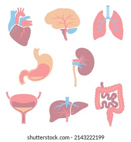 Conjunto de órganos internos. Anatomía corporal humana. Atención médica e iconos médicos.