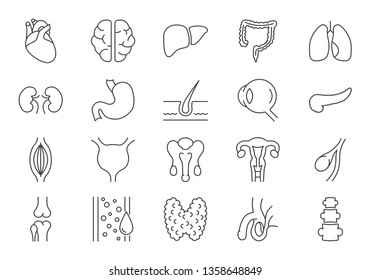 Set of Internal Organs Related Vector Line Icons. Contains such Icons as Reproductive System, Brain, Heart, Blood Vessel, Lungs, Liver, Eye, Pancreas, Urinary, Kidney, Stomach and more Editable Stroke