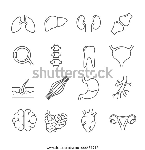 Set of internal organs Related Vector Line Icons.\
Contains such icon as lungs, liver, kidneys, joints, eyeball,\
ridge, tooth, bladder, skin, stomach, blood vessels, brain,\
intestine, heart, uterus