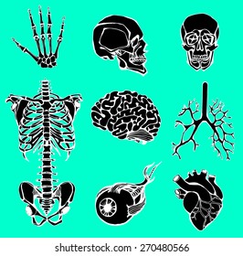  set of an internal of the person. Hand draw Human anatomy