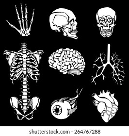  set of an internal of the person. Human anatomy