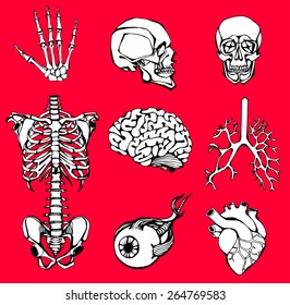  set of an internal of the person. Human anatomy
