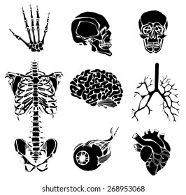  set of an internal of the person. Human anatomy
