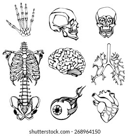 set of an internal of the person. Human anatomy