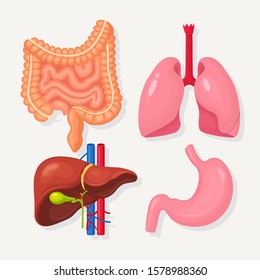 Set Of Intestines, Guts, Stomach, Liver, Lungs Isolated On White Background. Gastrointestinal Tract, Respiratory System. Digestive Tract. Colon, Bowel. Medicine, Biology Concept. Vector Cartoon Design