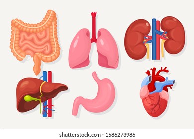 Set of intestines, guts, stomach, liver, lungs, heart, kidneys isolated on white background. Gastrointestinal tract, respiratory system. Digestive tract. Colon, bowel. Medicine concept. Vector design