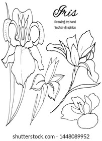Set of iris. drawing by hand. Sketch Flower collection of botany. Floral pattern. Black and white with line art on a white background. Hand drawn Botanical illustrations. Vector.