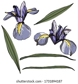 
Set of iris elements. Isolated over white background. Vector graphics.