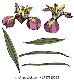 
Set of iris elements. Isolated over white background. Vector graphics.