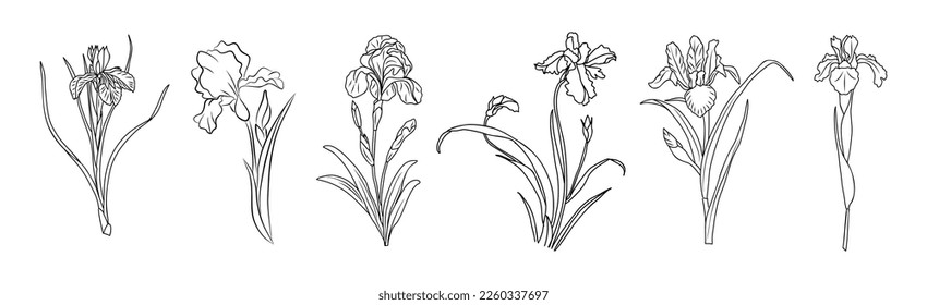 Set of Iris February birth month flower colorful vector illustrations isolated.