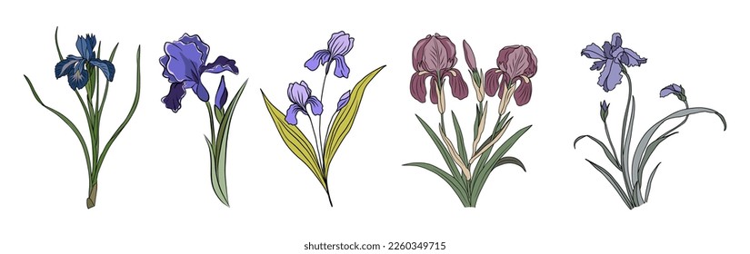 Set of Iris February birth month flower colorful vector illustrations isolated.