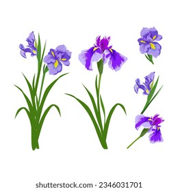 Set of Iris flower isolated on white background. vector illustration.