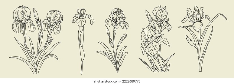 Set of iris flower line art drawings. February birth month flower. Hand drawn monochrome black ink outline vector art illustrations. Perfect for tattoo, jewelry, wall art design.