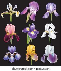 Set of Iris flowers