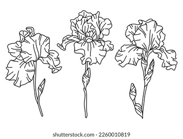 Set of iris flowers. Beautiful decorative plants.