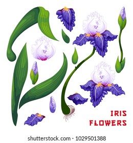 Set of iris flowers, berries, leaves, buds, stems and petals to create designs.