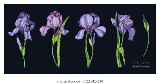 Set of Iris flowers in color. Vector botanical illustration of florist. Hand drawn illustration in vintage style.