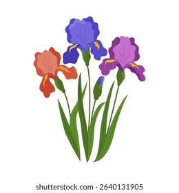 Set of iris flowers. Colored blooming plants with green leaves. Symbol of birth. Hand drawn vector illustration isolated on white background, flat cartoon style.