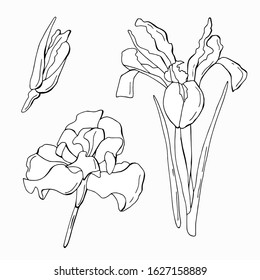 Set of iris flowers. Doodle style. Stock illustration. Isolated white.