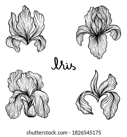 Set of iris flowers, hand drawn vector