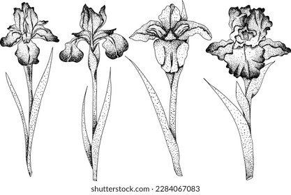 Set iris flowers. Hand drawn spring flowers. Monochrome vector botanical illustrations in sketch, engraving style.