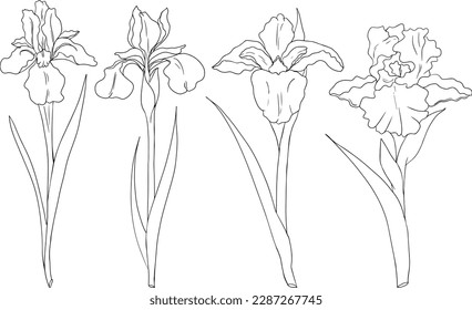 Coloca flores de iris. Flores de primavera dibujadas a mano. Ilustraciones botánicas vectoriales monocromáticas en boceto, estilo grabado.