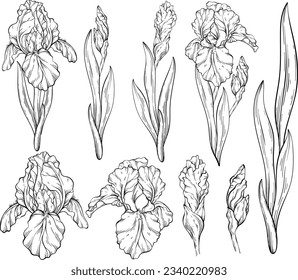 Set of iris flowers and leaves. Black and white. Spring floral print, decorative botanical background with hand drawn plants. Vector illustration.