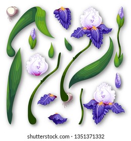 Set of iris flowers, leaves, buds, stems and petals with sadows to create designs