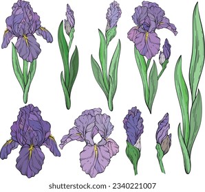 Conjunto de flores y hojas de iris. Impresión floral primaveral, fondo botánico decorativo con plantas dibujadas a mano. Ilustración vectorial.