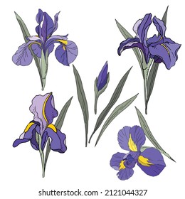 Set of iris flowers and leaves. Vector illustration.