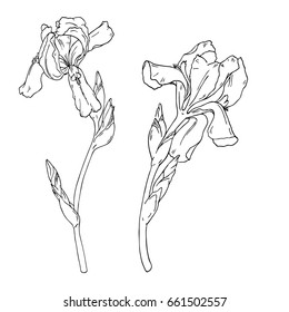 Set of iris flowers on white background. Hand drawn vector illustration.