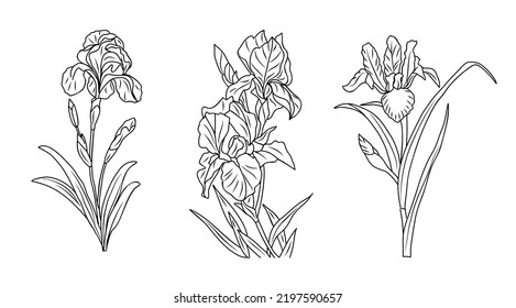 Set of Iris line art drawings. January birth month flower. Hand drawn monochrome black ink outline vector art illustrations. Perfect for tattoo, jewelry, wall art design.