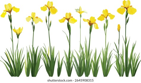 Conjunto de Iris pseudacorus bandeira amarela, íris amarela, bandeira da água corte isolado frontal, árvore, planta de zona úmida, flor de pântano, vegetação de lagoa, ilustração vetorial.