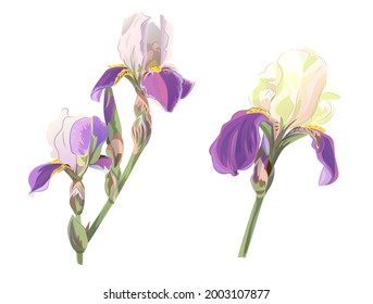 Set of Irises. Blue, purple flowers with white petals. Attractive gorgeous spring blossoms, symbol of romance. Digital illustration in watercolor realistic style for wedding anniversary,  vector